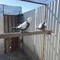 یه جفت حیوون سالم وسرحال  دیروز غروب گرفتم