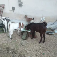 چند راس حیوان|حیوانات مزرعه|جم, |دیوار