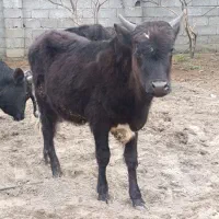 ورزا کوله چالوسی