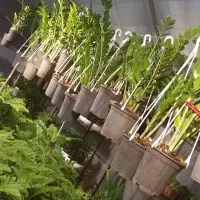 گل گیاه هدیه گلخانه روزمادر گلدان گلدون آپارتمانی|گل و گیاه طبیعی|مشهد, شهید بهشتی|دیوار