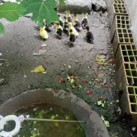 فروش بچه اردک