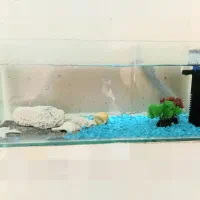 آکواریوم شیک و جمعوجور همراه دکور کامل