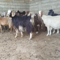 بز آبستن