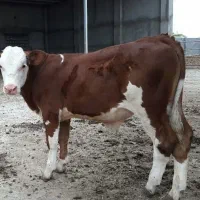 خرید وفروش گوساله های پرواری سمینتال و هلشتاین|حیوانات مزرعه|بندر ترکمن, |دیوار