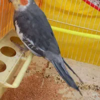 عروس هلندی نر