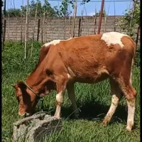 لیشه گاو گوساله