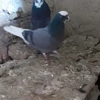 کبوترشازده|پرنده|میاندوآب, |دیوار