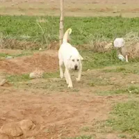 سگ نر پژدر سفت جوین نقاب