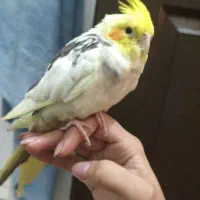 جوجه عروس هلندی