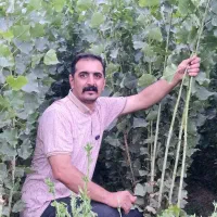 نهال صنوبر سریع چوب‌ده|خدمات باغبانی و درختکاری|ایلام, |دیوار