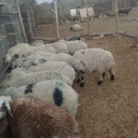 15 راس بره نر و ماده سبک