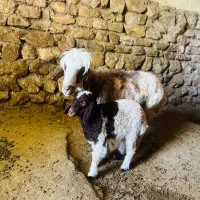 گوسفند دوقلوزا با بره