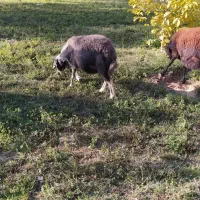 یک عدد گوسفند|حیوانات مزرعه|شاهین دژ, |دیوار