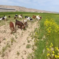 میش|حیوانات مزرعه|رومشکان, |دیوار