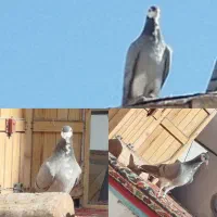 دو جفت دمگیر خرقه و دو عدد مفلق|پرنده|برخوار, |دیوار