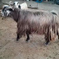 سابرین (پازن)