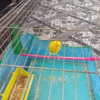 فروش شهر جاورسیان