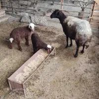 نیازمند به یک چوپان جوان مجرد