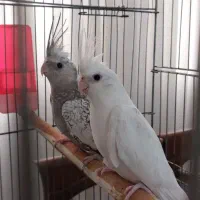 جفت عروس هلندی نر و ماده تضمینی ایزابلا و آلبینو