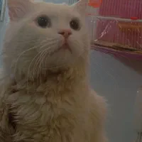 گربه پرشین|گربه|مشهد, مشکینی (شهرک غرب)|دیوار