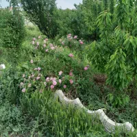 باغچه-چاردیواری