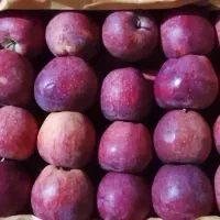 سیب حدوداً ده تن در سردخانه