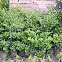 یاس هلندی گلدان ۱۰،۱۲