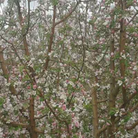 باغ ویلا 60میلیون تومان،اقساط و 100متر زمین رایگان|فروش زمین و ملک کلنگی|خمین, |دیوار