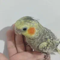 عروس هلندی ۸ ماهه