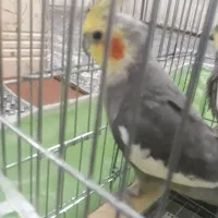 عروس هلندی نر