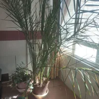 درخت موز و خرما|گل و گیاه طبیعی|تیران, |دیوار