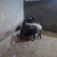 بره وبز|حیوانات مزرعه|تاکستان, |دیوار