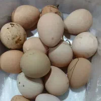 تخم مرغ شاخدار ۴۰ تومن