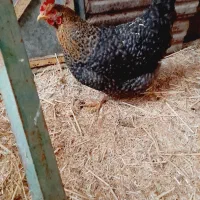 مرغ محلی تخمی