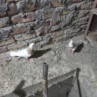 جفت طوقی