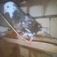 تعدادی کبوتر رنگ و پرشی