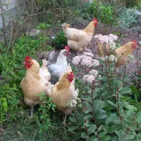 تخم مرغ محلی نطفه دار و بدون نطفه