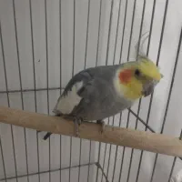 عروس هلندی سخنگو|پرنده|الوند, |دیوار