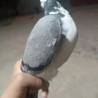 کبوتر ابلغ|پرنده|یاسوج, |دیوار