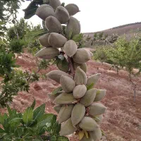 تنوع کامل ارقام نهال میوه از گرمسیری تا سردسیری