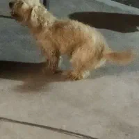 توله سگ عراقی ،وسگ پاکوتاه|سگ|اشتهارد, |دیوار