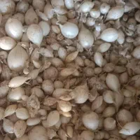 پیاز نهال مینروا دستکیری|حراج|جیرفت, |دیوار