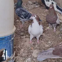 کبوتر|پرنده|خاش, |دیوار