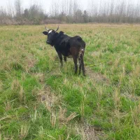 گاوگوسالهچالوسی