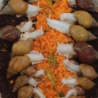 حراج حلزون
