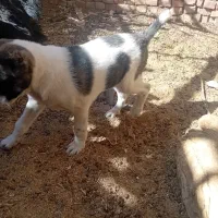 طوله سگ نر دوماهه