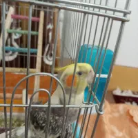 عروس هلندی نر هم میخونه هم چند کلمه حرف میزنه|پرنده|ازنا, |دیوار