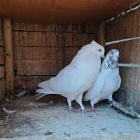 کفتر پرشی و عالی دهن جور