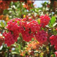 نهال زرشک و عناب