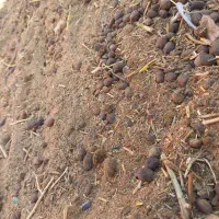 کود گوسفندی